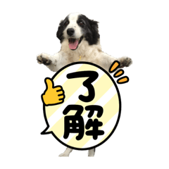 Sakura_20230610122038