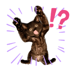 kitten LUCK