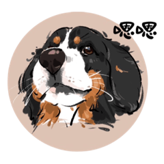 伯恩山犬_迪迪