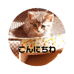 sakura_20230611095904