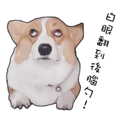 柯柯自製圖