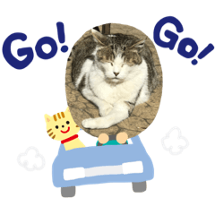 流浪的可愛貓咪