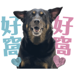 Rascal Dogs Meimei Part4