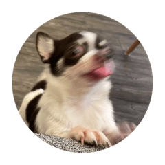 口口ㄞㄞ二毛小鼻鼻