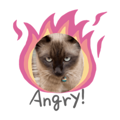 BabeCat_20230611100004