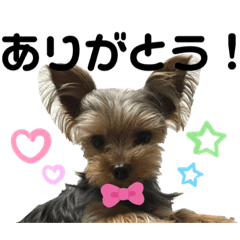 Yorkie  Lechan