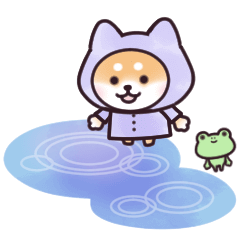 Move! Shibainu in the rainy season