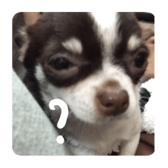 口口ㄞㄞ二毛小寶鼻