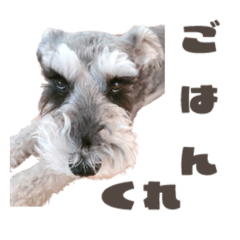 Miniature Schnauzer Sandy's tweet