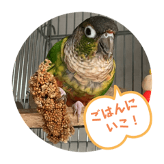 ウロコインコ時々ハシビロコウ