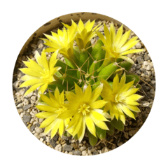 Ohanaippaida