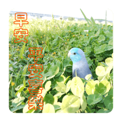 無所事事ㄟ小豬