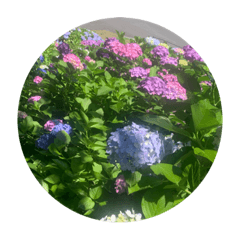 色んないろの紫陽花  colorful hydrangea