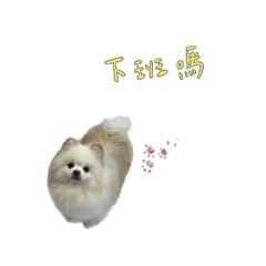 吃手手店狗們的日常