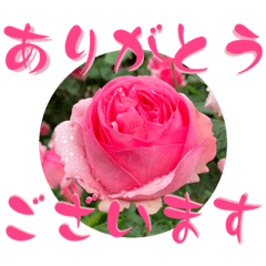 薔薇をお届け