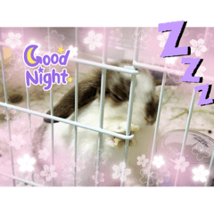 日常&挨拶スタンプです。