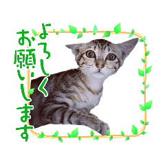 猫カナちゃん1歳