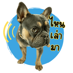 เฟรนช์ บูลด็อก ถุงถุง