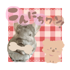 tanuki_20230612160422