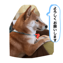 toranosuke_20230612223956