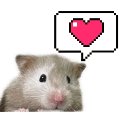 ふわふわハム と もふもふ柴