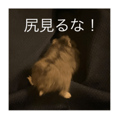 sakura_20230612205138