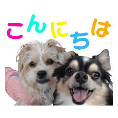 蓮＆詩(Ｖｅｒ．6)犬ワンコ チワワミックス