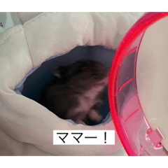 sakura_20230613170100