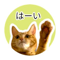 普段の茶トラ