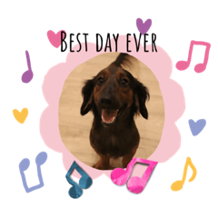 Teto the dachshund