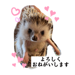 Shiro&Kuro hedgehogs 3