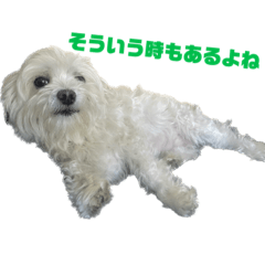 Sakura_20230613204515