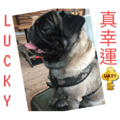 Mr. Pug Little Lucky Chen 2 Daily Life