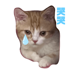 橘子皮不是皮#2