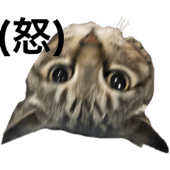 nozomi_20230614193954