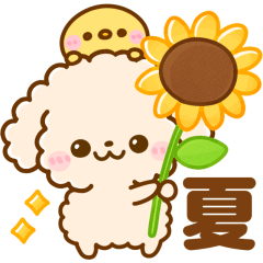 summer kawaii toypoodle