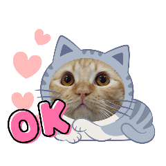 cats-aholic