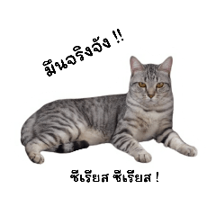mao mao baby – LINE stickers | LINE STORE