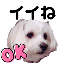 coco&_20230616112358