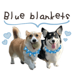 Corgi of blue blankets