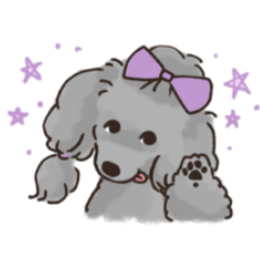 Toy poodle  Sumire