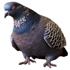 Pigeon 4k