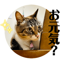 Junko_20230616165137