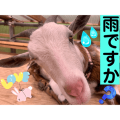 sayuri_20230616175550