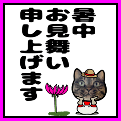 Kijitora cat pop-up sticker (summer)