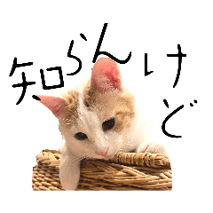 はっちゃんの猫すたんぷ〈日常・武士言葉〉