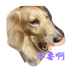 長毛臘腸傑森Jason