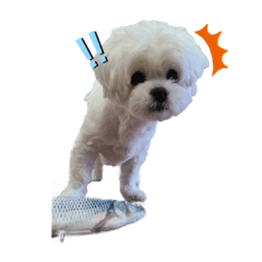 omochi_20230617234731