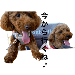 shiho_20230617182921