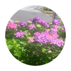 色んないろの紫陽花  colorful hydrangea 2
